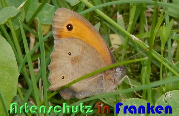 Copyright AiS Albert Meier Bild zum Eintrag (58944-160)