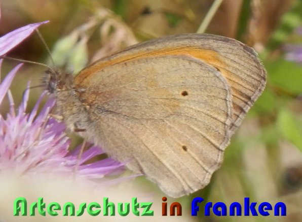 Copyright AiS Albert Meier Bild zum Eintrag (58945-160)