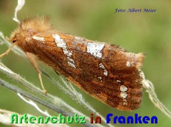 Copyright AiS Albert Meier Bild zum Eintrag (58992-160)