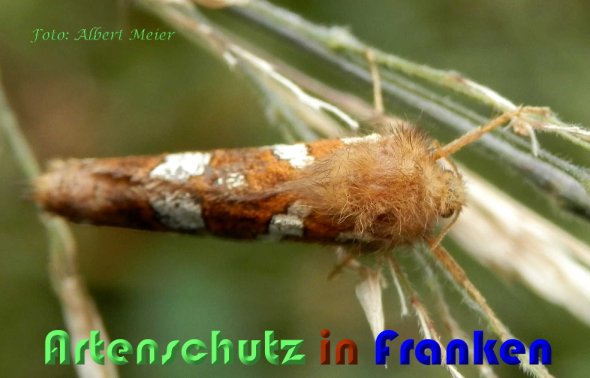 Copyright AiS Albert Meier Bild zum Eintrag (58993-160)
