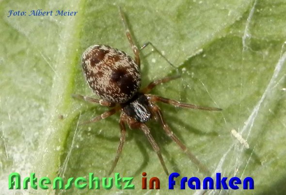 Bild zum Eintrag (59006-160)