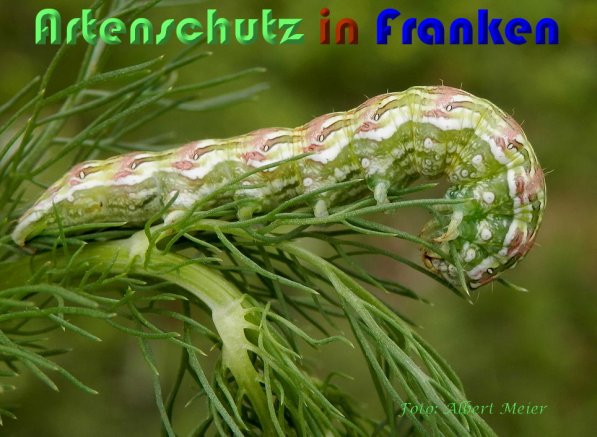 Copyright AiS Albert Meier Bild zum Eintrag (59022-160)