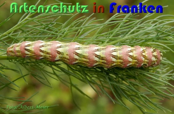 Copyright AiS Albert Meier Bild zum Eintrag (59023-160)