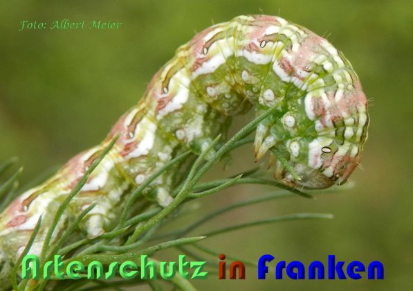 Bild zum Eintrag (59025-160)
