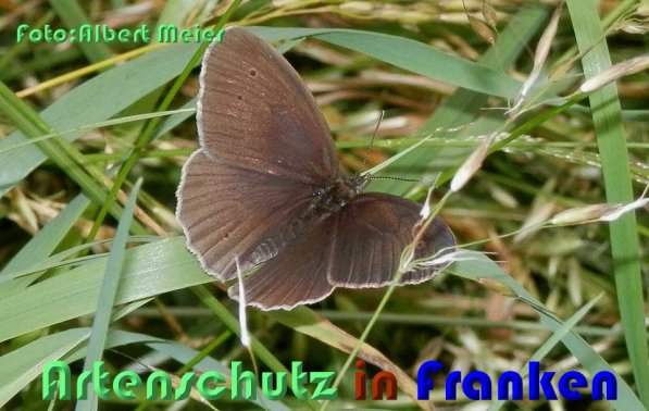 Copyright AiS Albert Meier Bild zum Eintrag (59062-160)