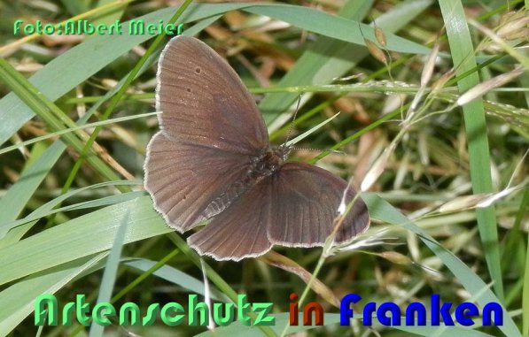 Copyright AiS Albert Meier Bild zum Eintrag (59063-160)