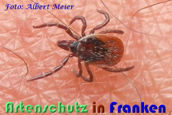 Copyright AiS Albert Meier Bild zum Eintrag (59158-160)