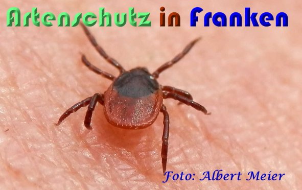 Copyright AiS Albert Meier Bild zum Eintrag (59159-160)
