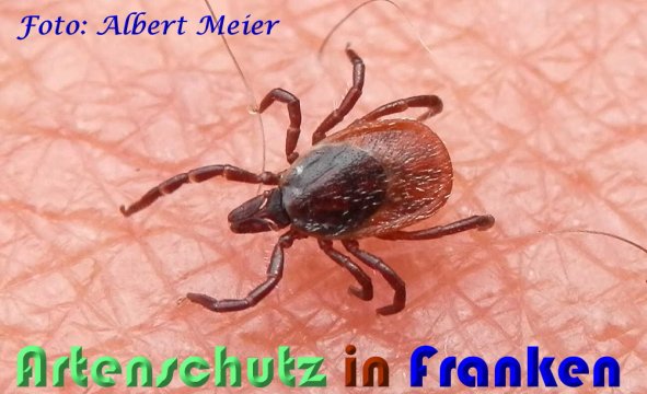 Copyright AiS Albert Meier Bild zum Eintrag (59160-160)