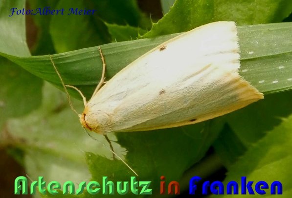 Copyright AiS Albert Meier Bild zum Eintrag (59165-160)