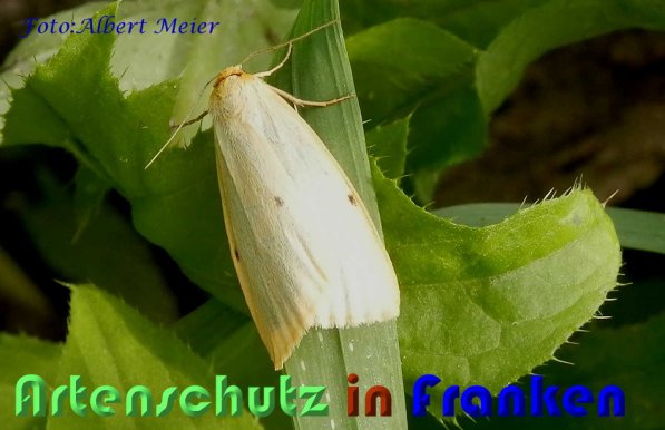 Copyright AiS Albert Meier Bild zum Eintrag (59166-160)