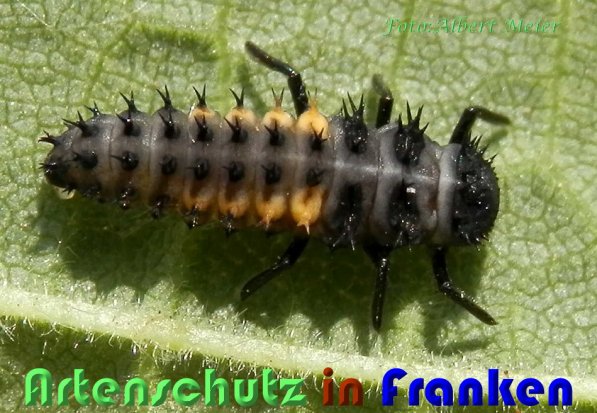 Bild zum Eintrag (59209-160)