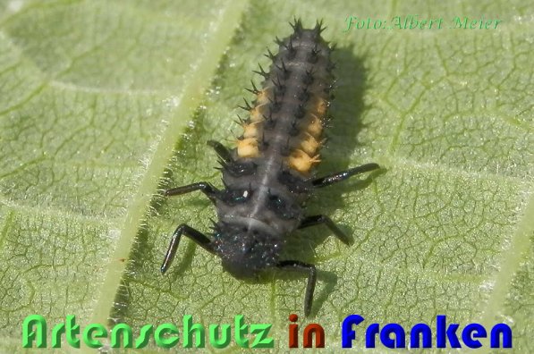 Bild zum Eintrag (59211-160)