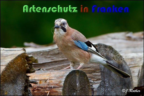 Copyright AiS Johannes Rother Bild zum Eintrag (59216-160)