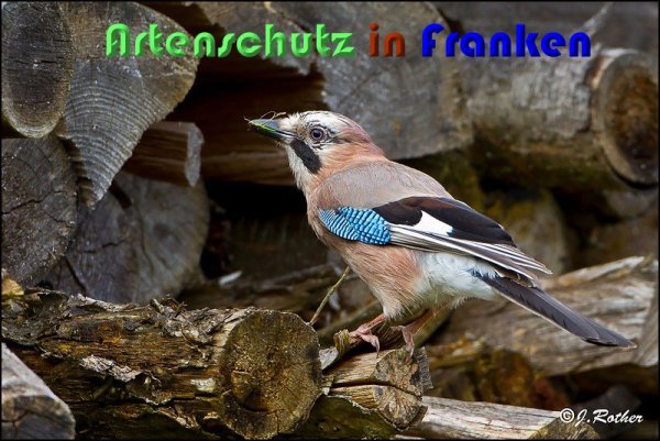 Copyright AiS Johannes Rother Bild zum Eintrag (59217-160)