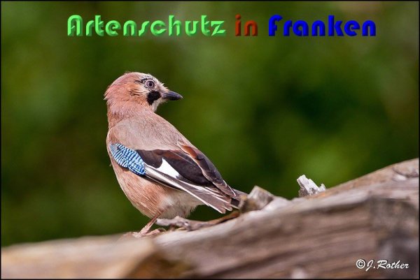 Copyright AiS Johannes Rother Bild zum Eintrag (59219-160)