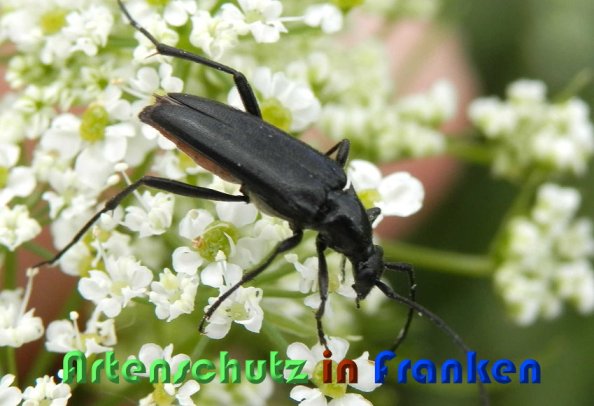 Copyright AiS Albert Meier Bild zum Eintrag (59232-160)