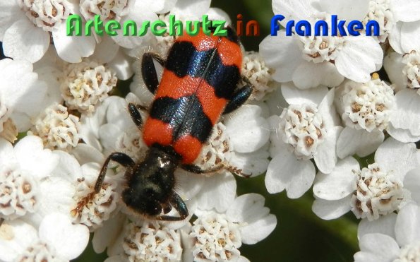 Copyright AiS Albert Meier Bild zum Eintrag (59238-160)