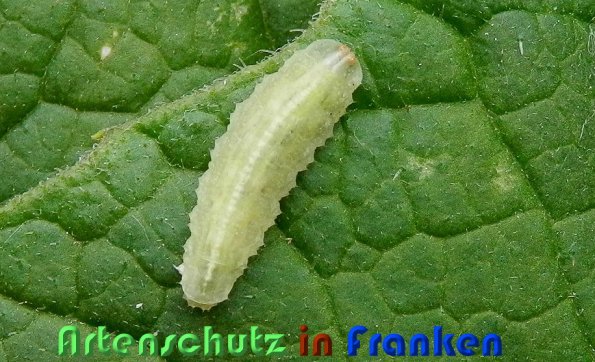 Copyright AiS Albert Meier Bild zum Eintrag (59263-160)