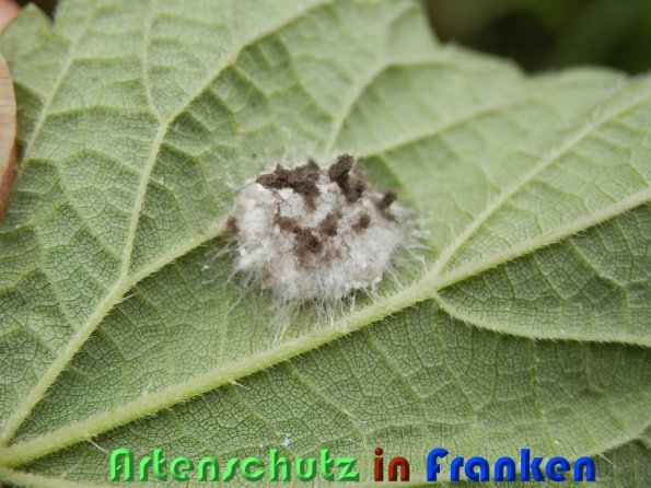 Copyright AiS Albert Meier Bild zum Eintrag (59265-160)