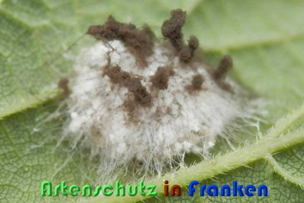 Copyright AiS Albert Meier Bild zum Eintrag (59266-160)