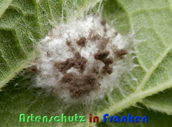 Copyright AiS Albert Meier Bild zum Eintrag (59267-160)