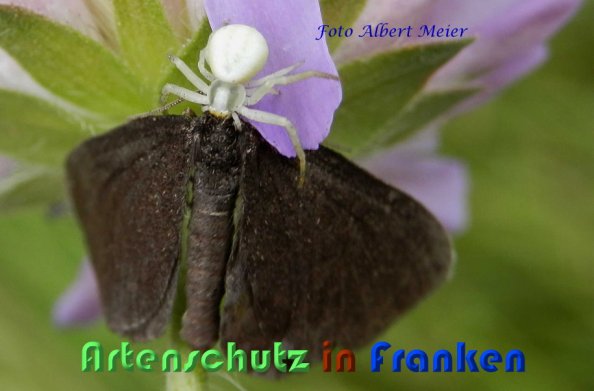Copyright AiS Albert Meier Bild zum Eintrag (59269-160)