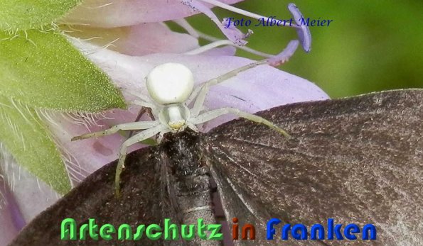Copyright AiS Albert Meier Bild zum Eintrag (59270-160)