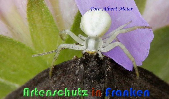 Copyright AiS Albert Meier Bild zum Eintrag (59271-160)