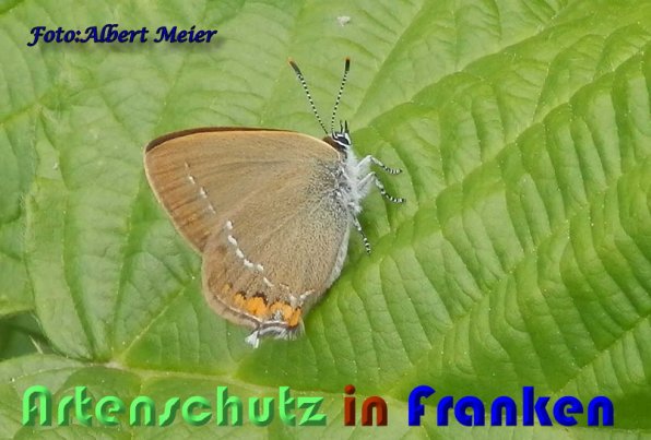 Copyright AiS Albert Meier Bild zum Eintrag (59317-160)