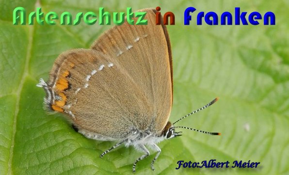 Copyright AiS Albert Meier Bild zum Eintrag (59318-160)