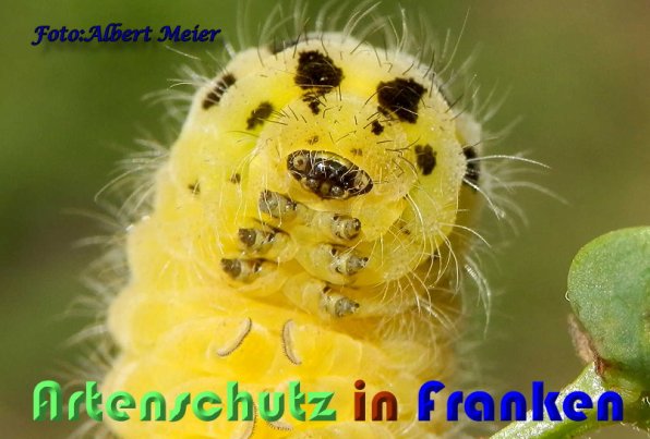 Copyright AiS Albert Meier Bild zum Eintrag (59320-160)