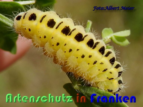 Copyright AiS Albert Meier Bild zum Eintrag (59322-160)