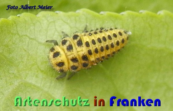 Copyright AiS Albert Meier Bild zum Eintrag (59375-160)