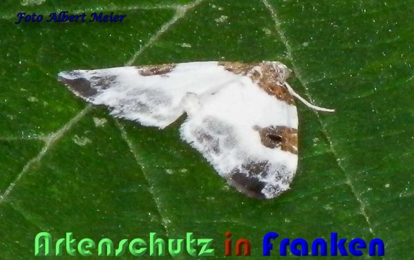 Copyright AiS Albert Meier Bild zum Eintrag (59378-160)