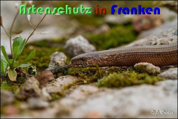 Copyright AiS Johannes Rother Bild zum Eintrag (59394-160)