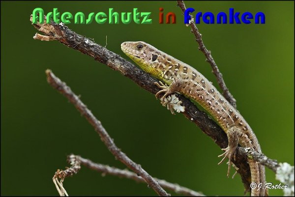 Copyright AiS Johannes Rother Bild zum Eintrag (59397-160)