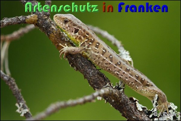 Copyright AiS Johannes Rother Bild zum Eintrag (59398-160)