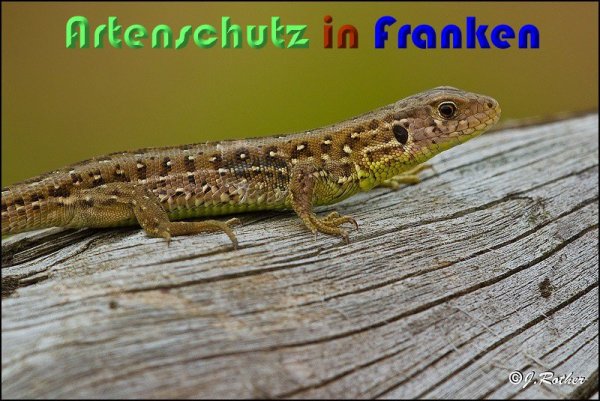Copyright AiS Johannes Rother Bild zum Eintrag (59399-160)
