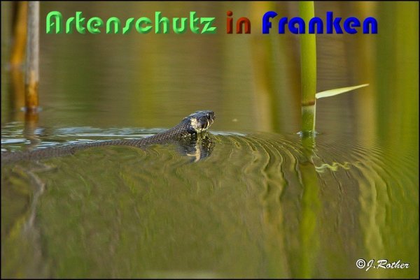Copyright AiS Johannes Rother Bild zum Eintrag (59401-160)