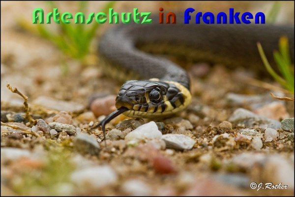 Copyright AiS Johannes Rother Bild zum Eintrag (59402-160)