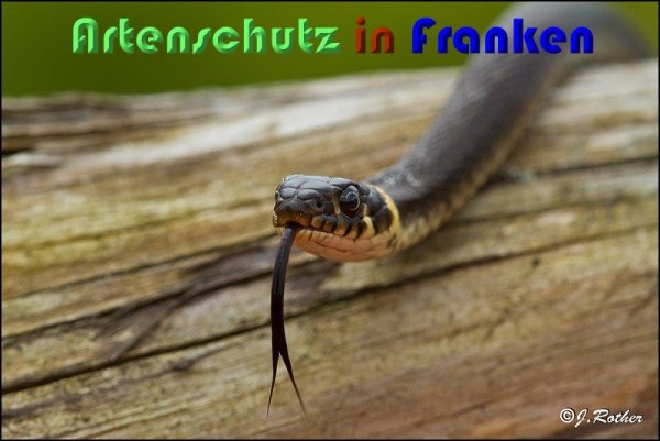 Copyright AiS Johannes Rother Bild zum Eintrag (59403-160)