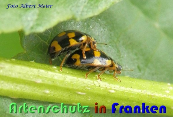 Bild zum Eintrag (59420-160)