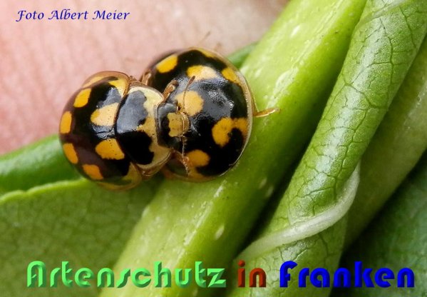 Bild zum Eintrag (59421-160)