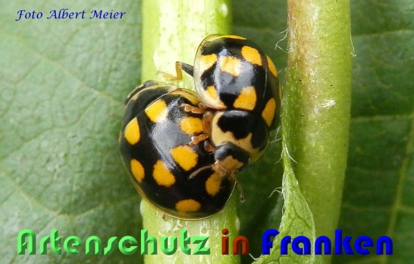 Bild zum Eintrag (59422-160)