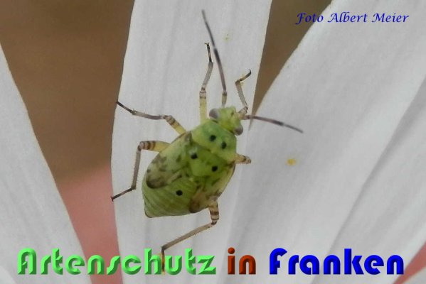 Copyright AiS Albert Meier Bild zum Eintrag (59425-160)