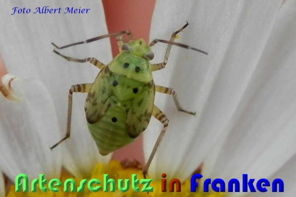 Copyright AiS Albert Meier Bild zum Eintrag (59426-160)