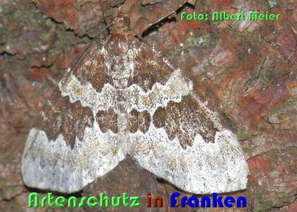 Bild zum Eintrag (59499-160)