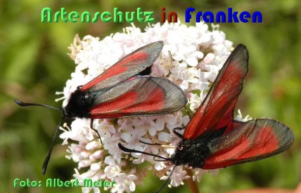 Copyright AiS Albert Meier Bild zum Eintrag (59504-160)