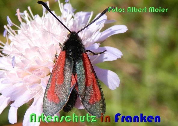 Copyright AiS Albert Meier Bild zum Eintrag (59505-160)